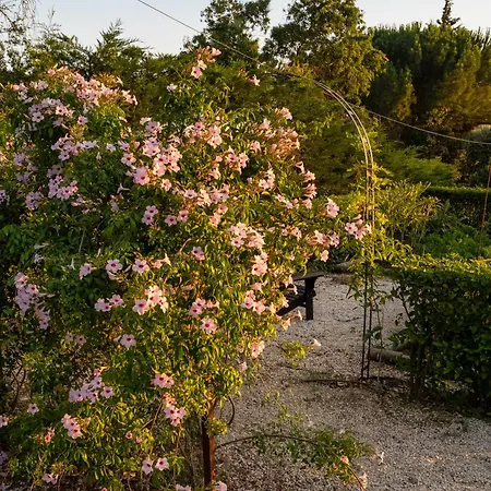 Naranja فيلة روندا
